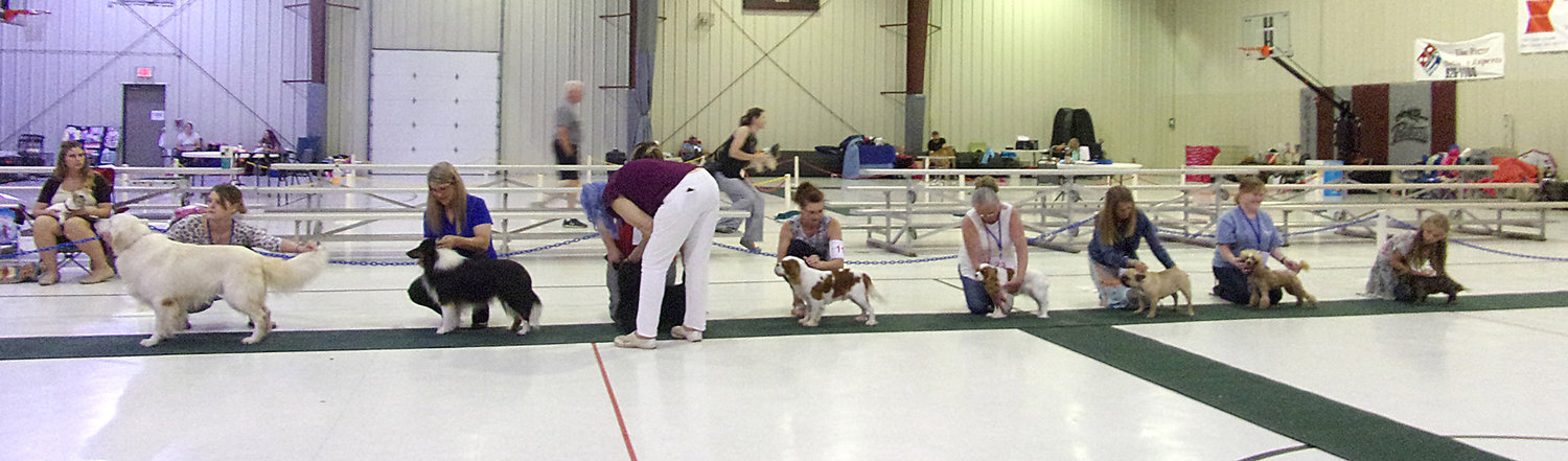 Some of the final dogs on display vying for a top honor at the All-Breed Conformation Shows June 20.